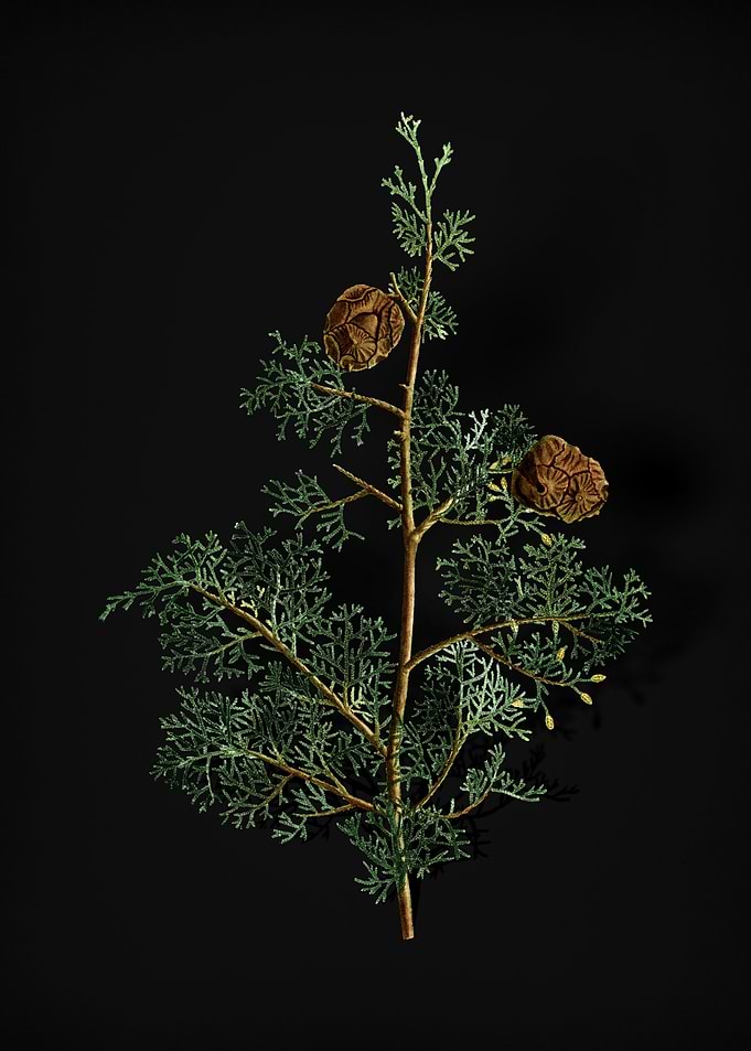 Mediterranean Cypress
