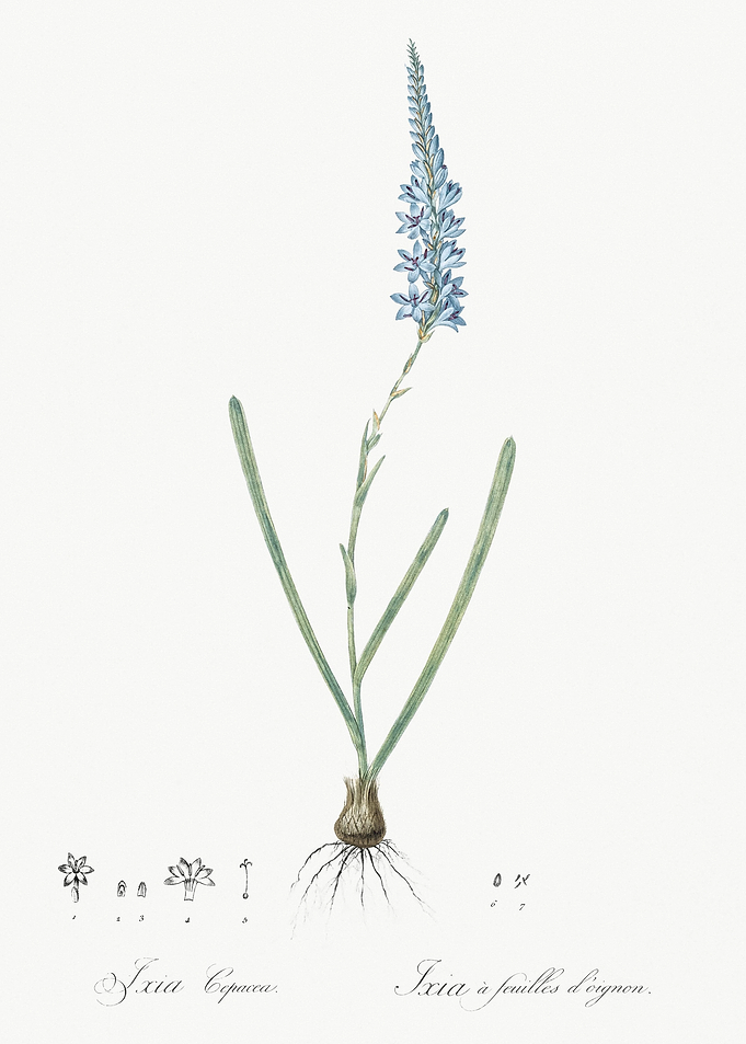 Ixia Cepacea Illustration
