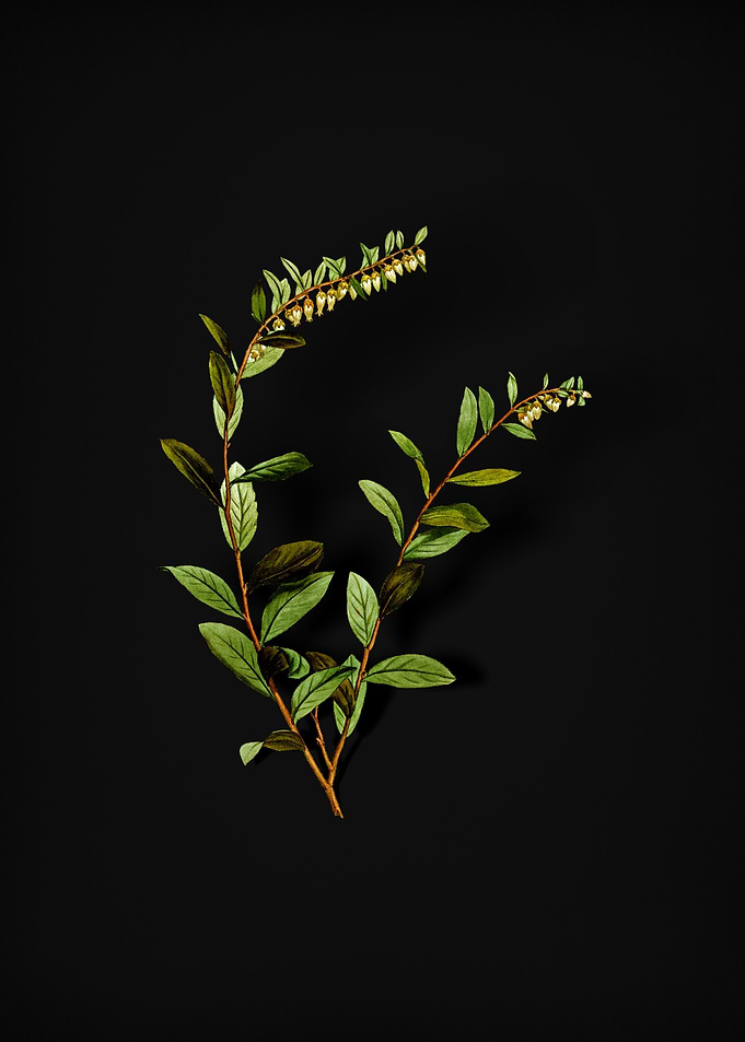 Andromeda Marginata Bloom