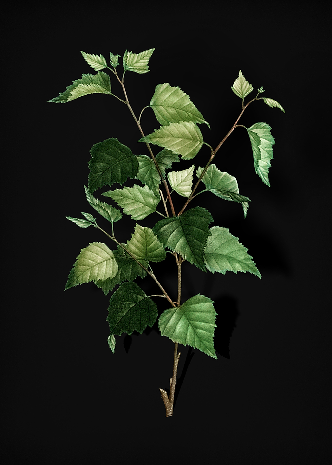 Vintage Silver Birch