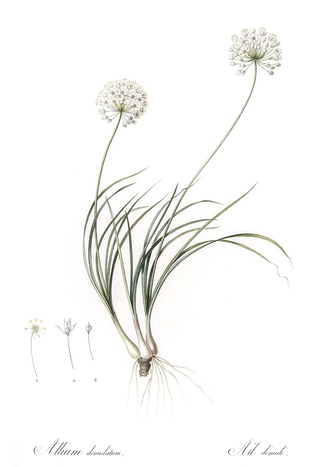Allium Denudatum Illustrat