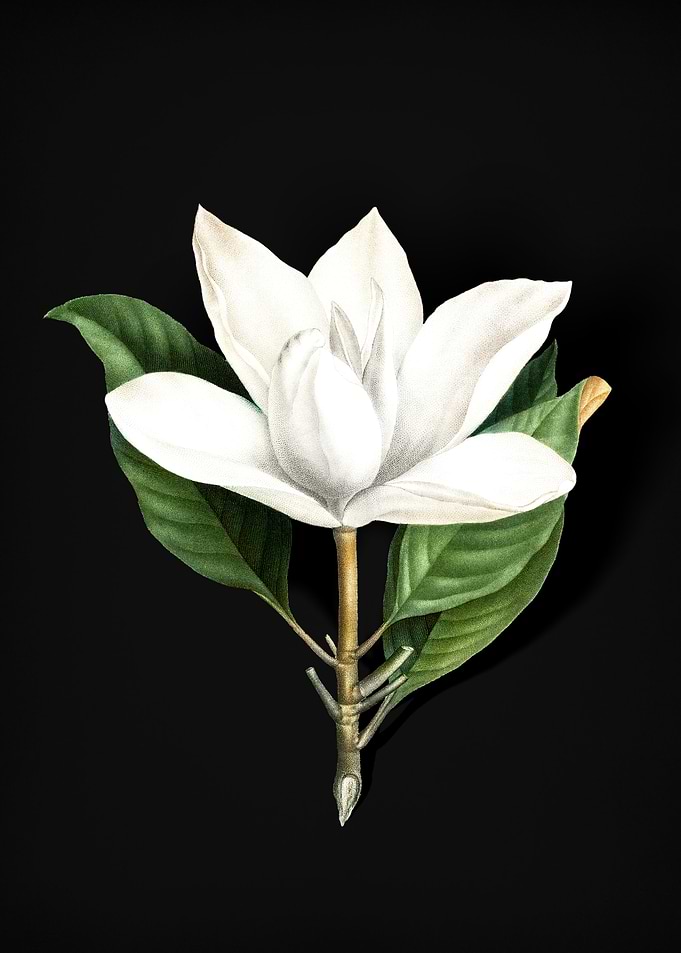 White Southern Magnolia
