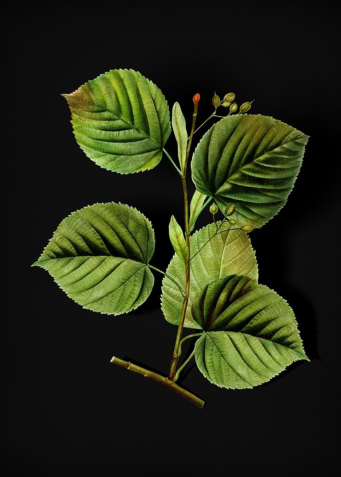 Vintage Linden Tree Branch