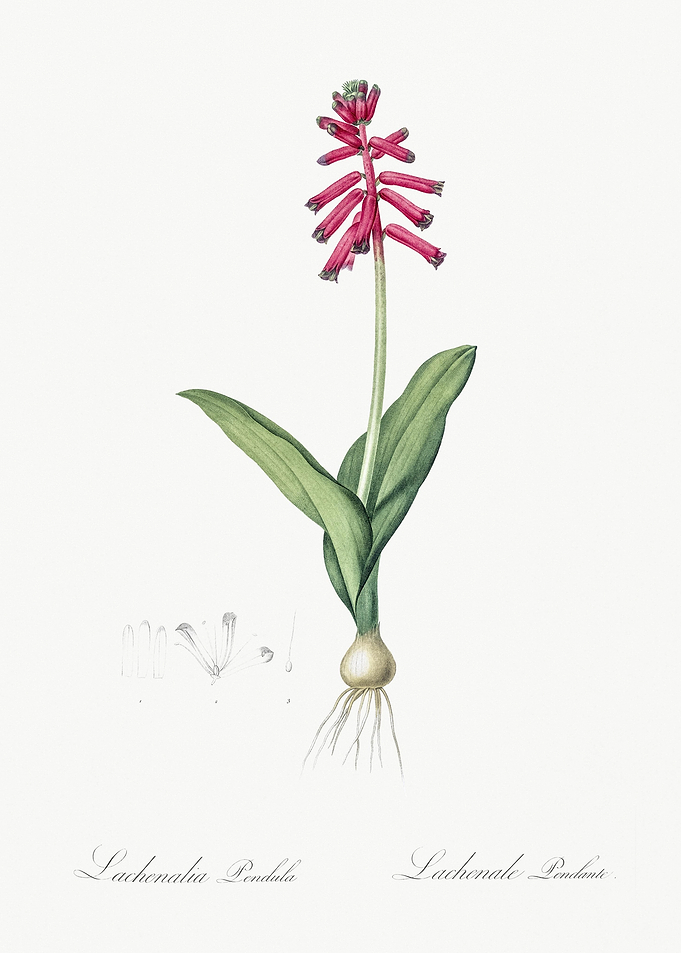 Lachenalia Pendula Illustr