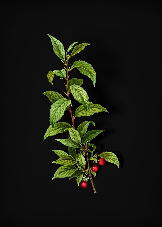 Vintage Cherry