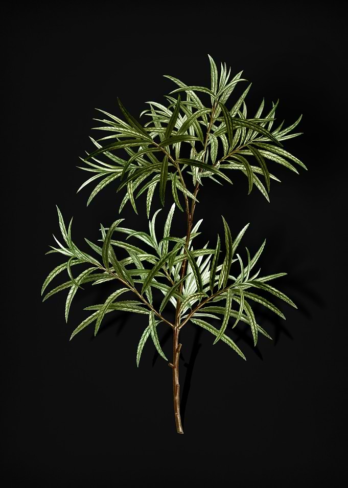 Vintage Bitter Willow