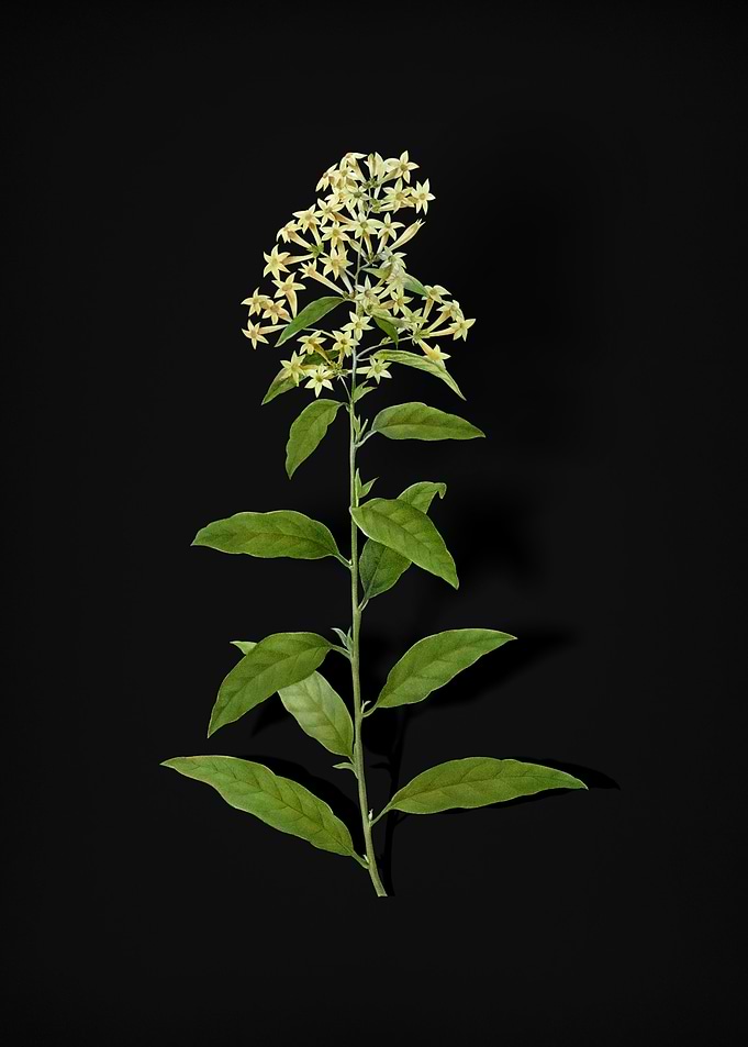 Vintage Green Cestrum