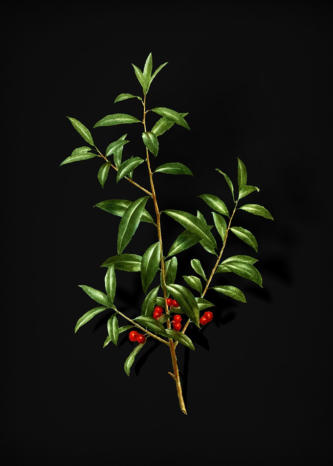 Alabama Dahoon Branch