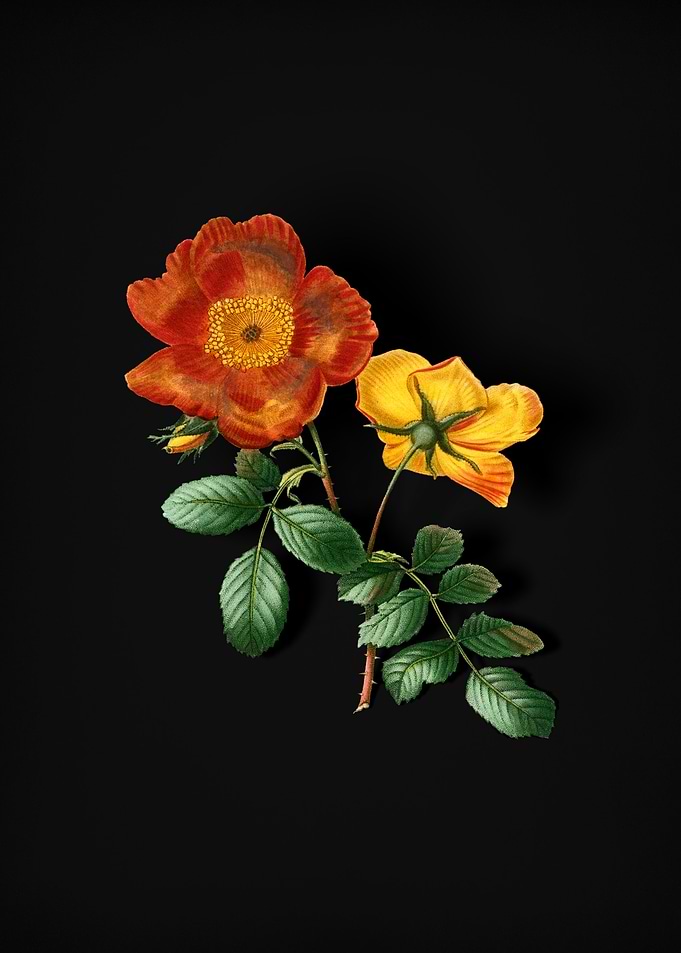 Vintage Sweetbriar Rose