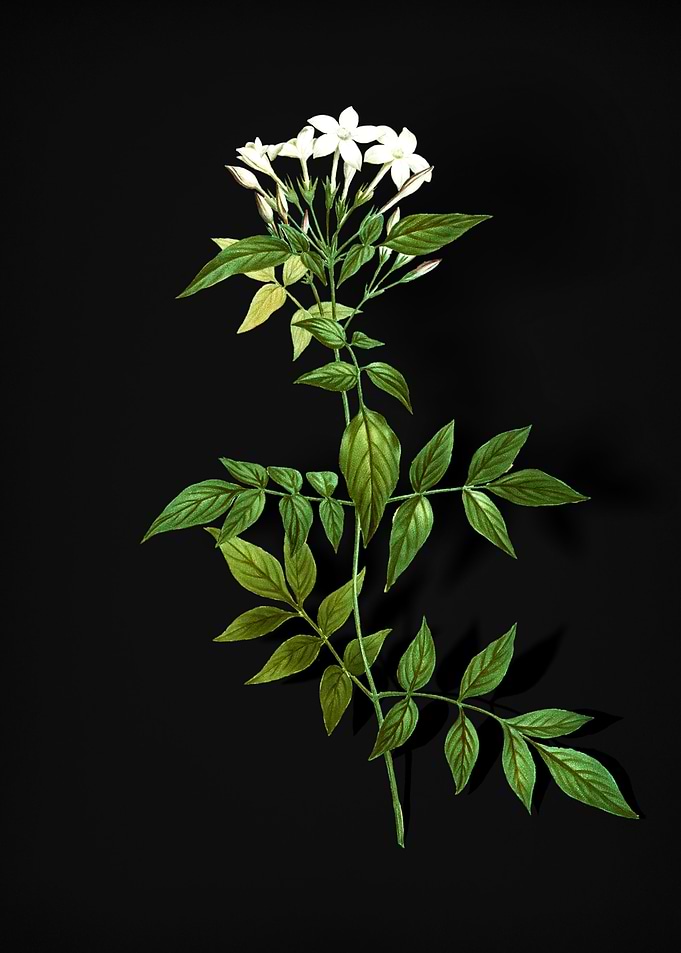 Jasmin Officinale Flower