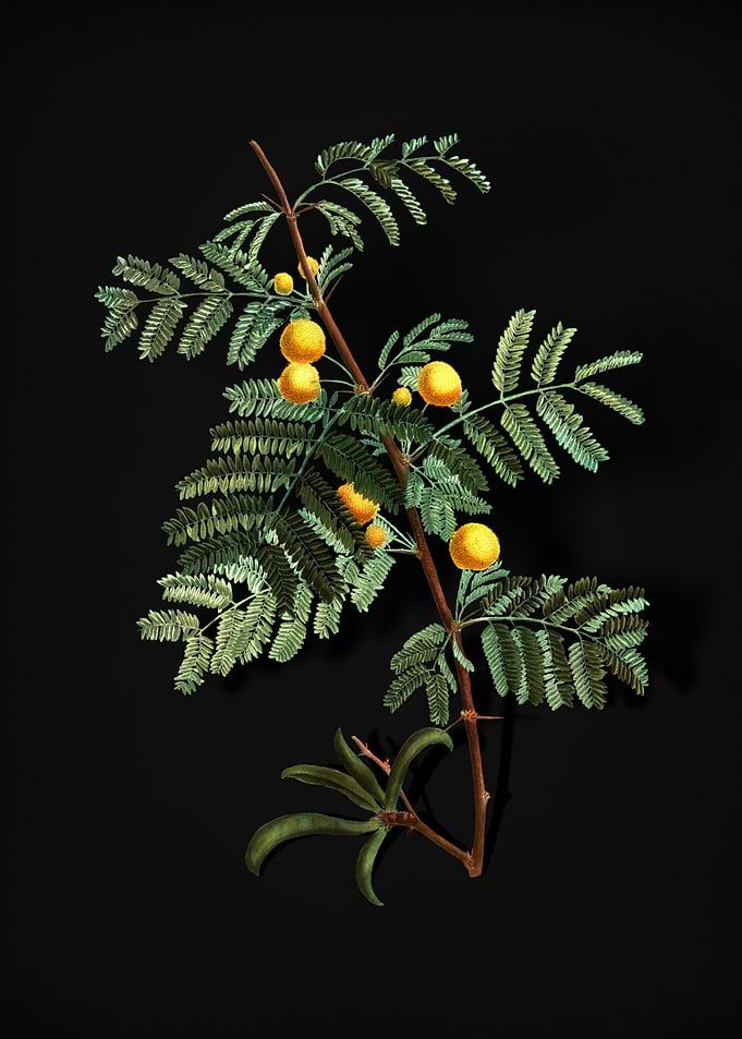 Vintage Sweet Acacia