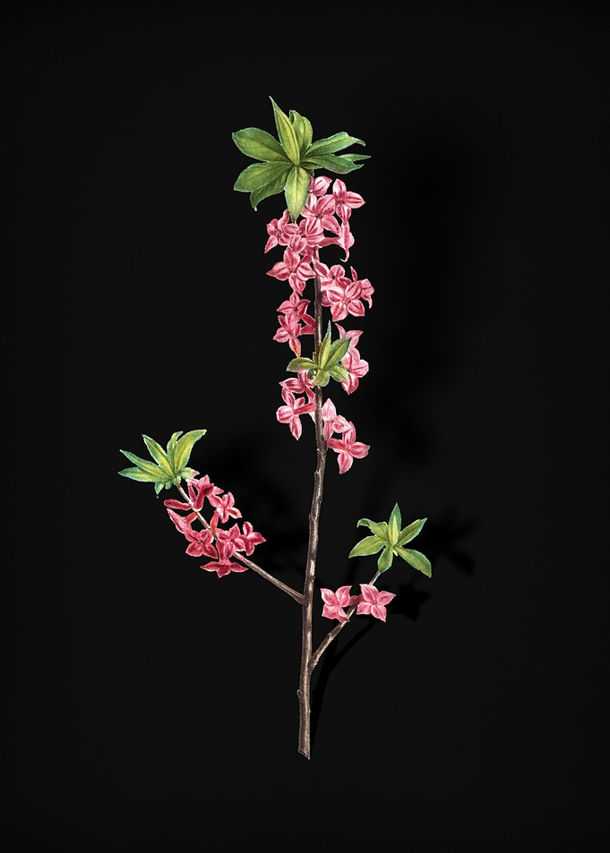 February Daphne Flowers