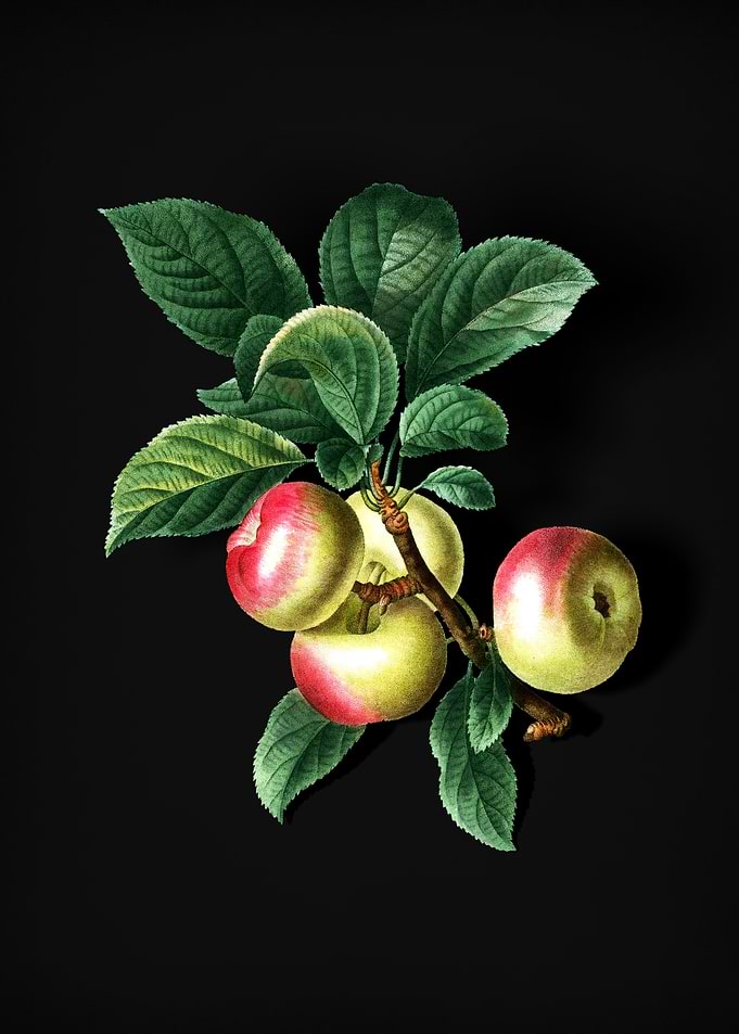 Vintage Apple