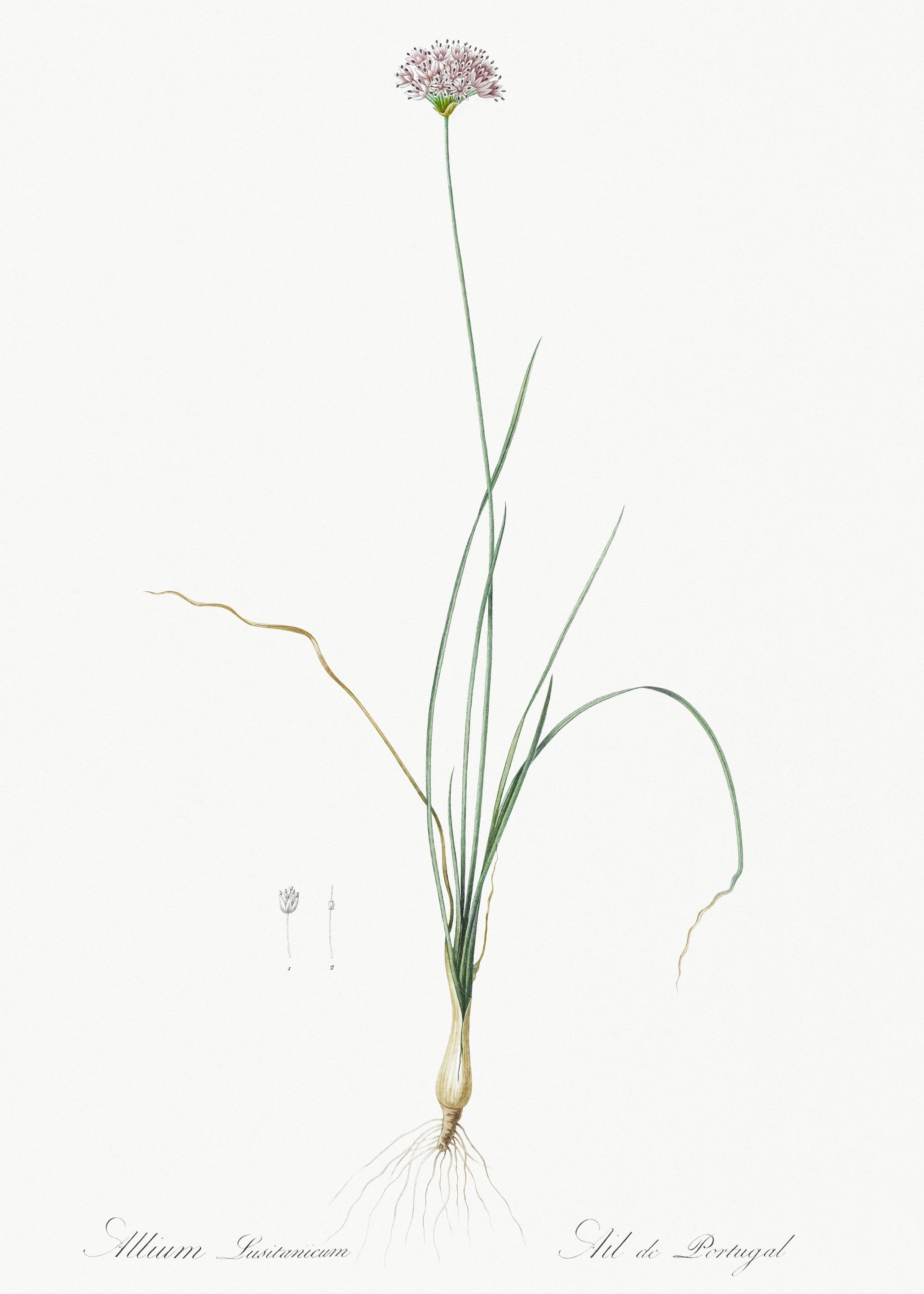 Mountain Garlic Illustrati