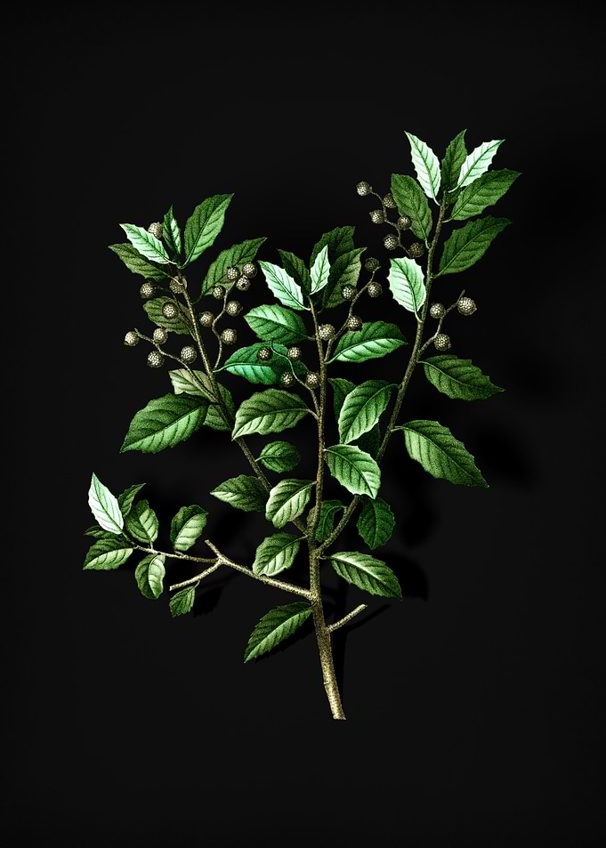 Vintage Evergreen Oak