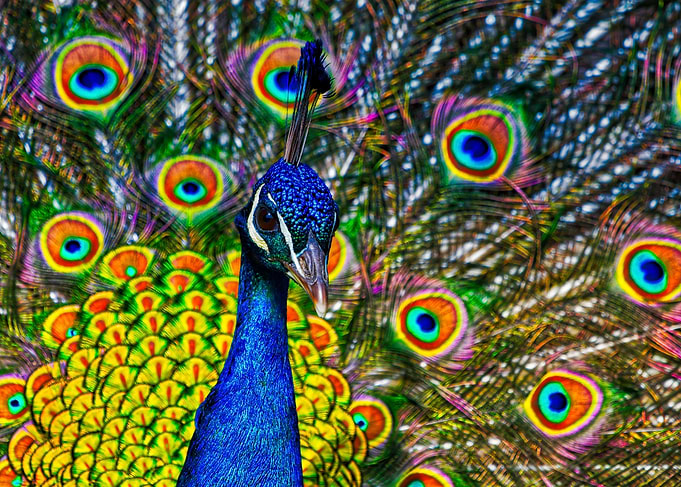 Beautiful peacock portrait