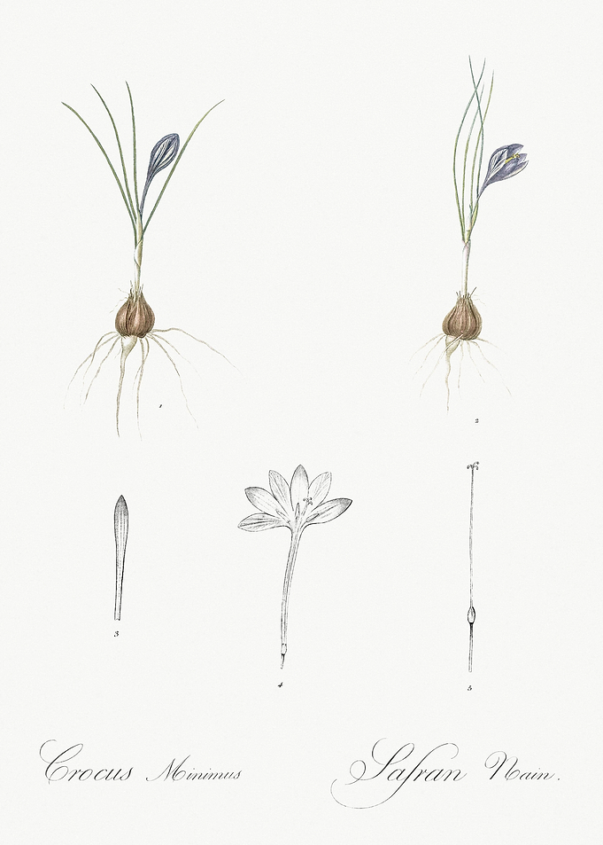 Crocus Illustration From L