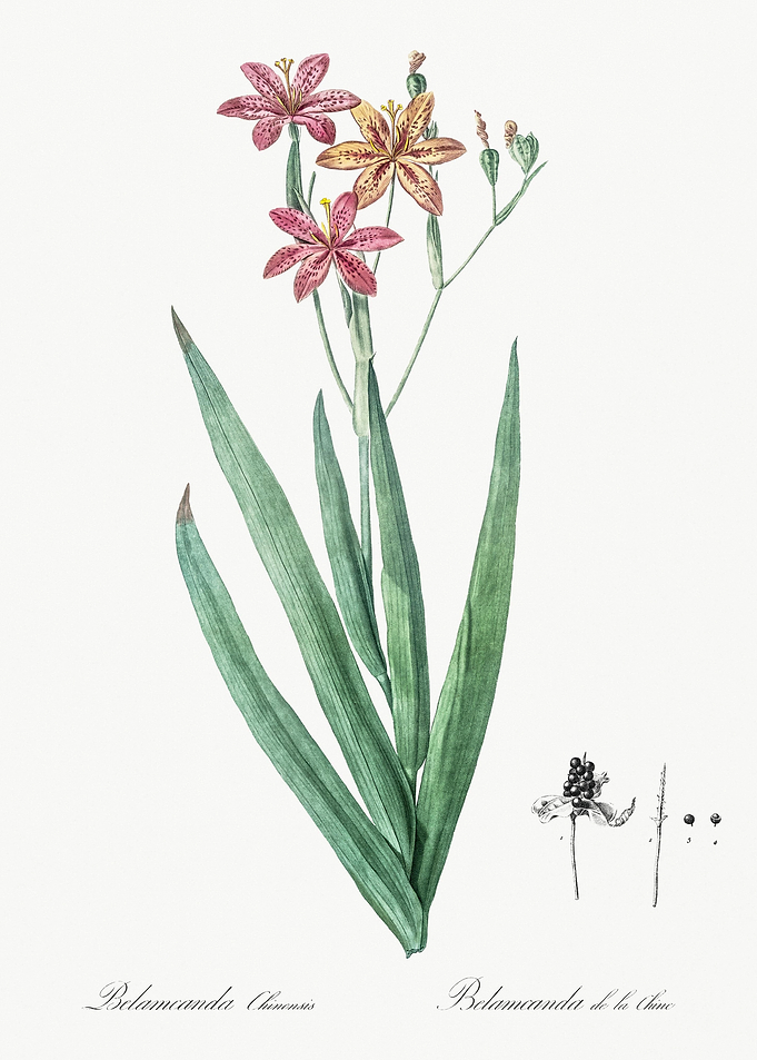 Blackberry Lily Illustrati