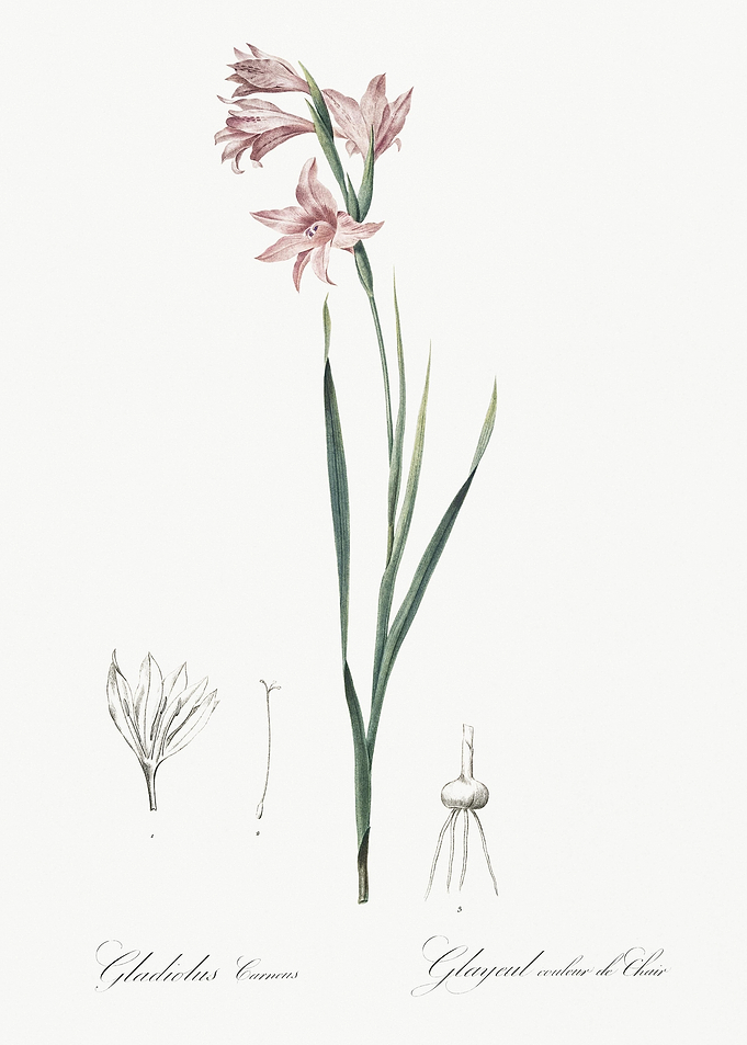 Painted Lady Illustration