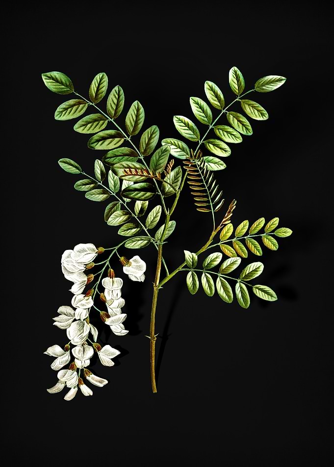 Vintage Black Locust