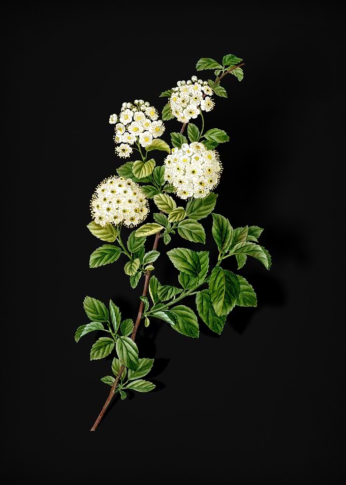 Germander Meadowsweet
