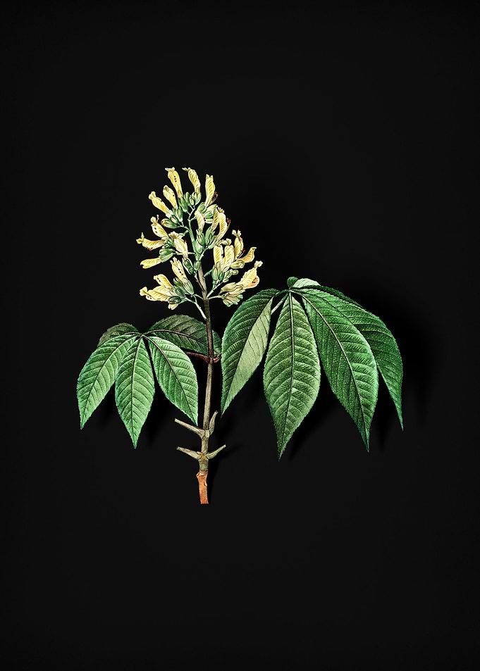Vintage Yellow Buckeye