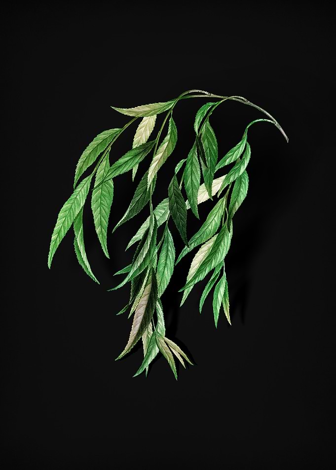 Vintage Babylon Willow