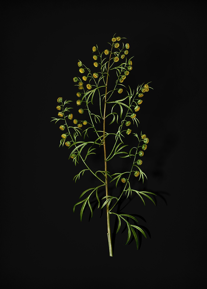 Vintage Madeira Wormwood
