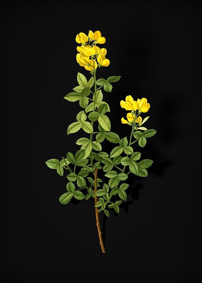 Vintage Common Cytisus
