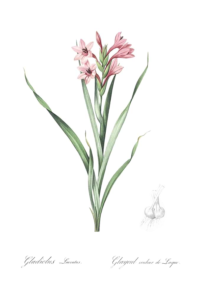 Sword Lily Illustration Fr