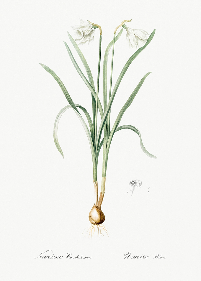 Narcissus Candidissimus Il