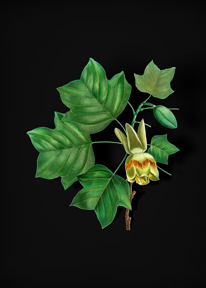 Vintage Tulip Tree