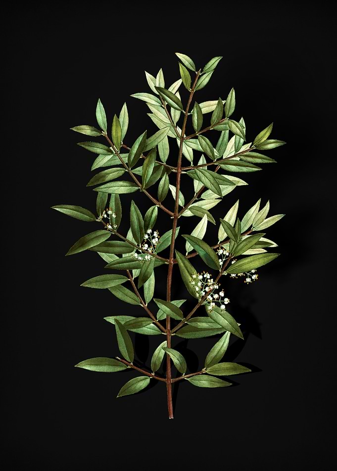 Phillyrea Tree Branch