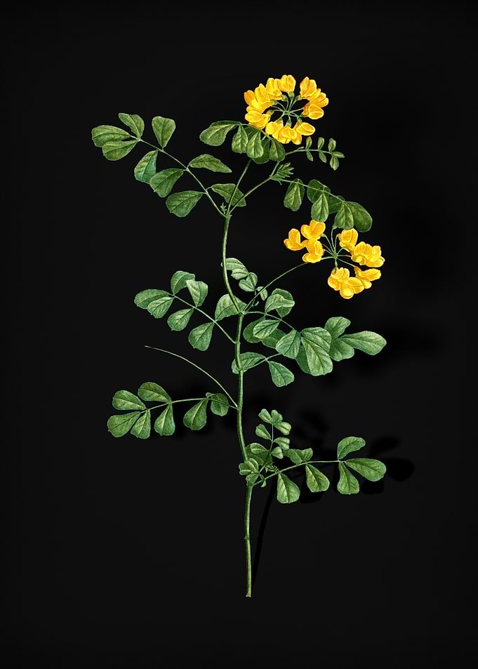 Scorpion Vetch Plant