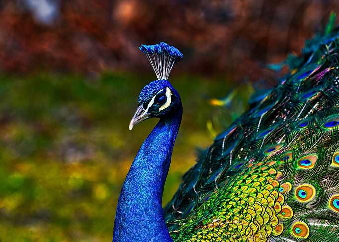 Beautiful peacock portrait