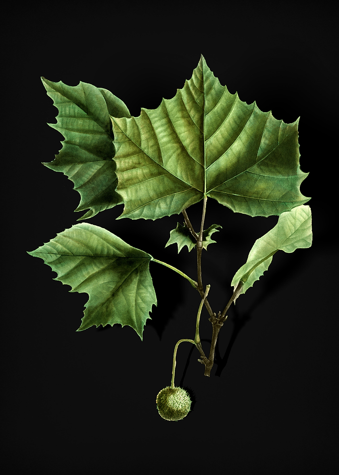 American Sycamore