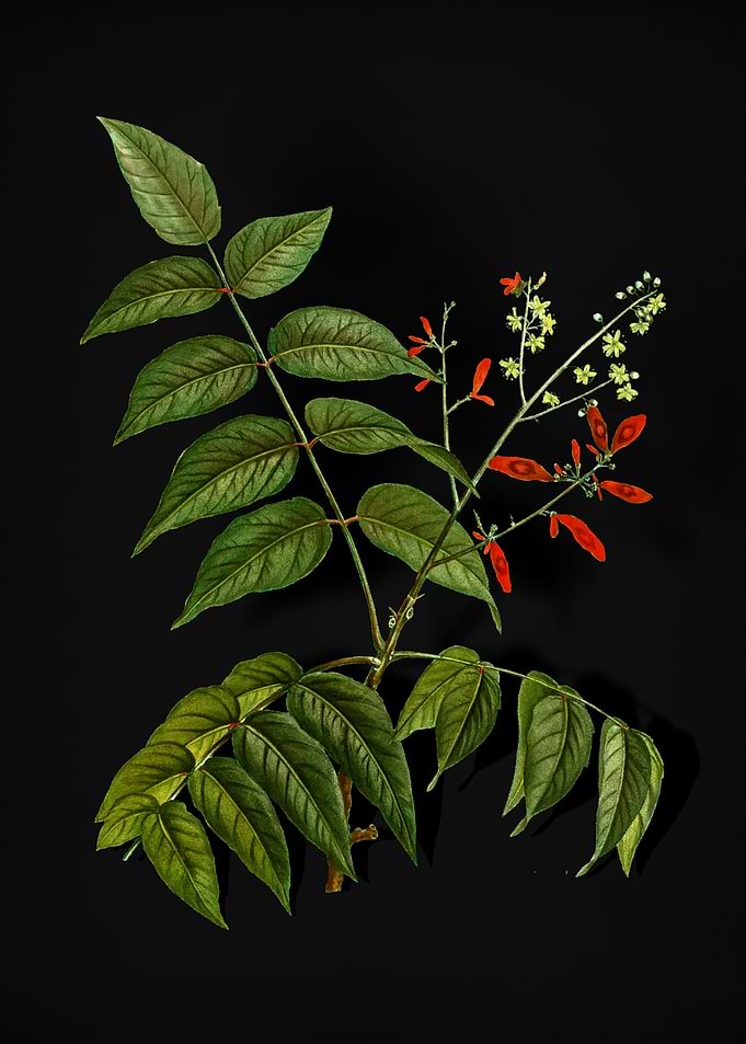 Vintage Tree of Heaven