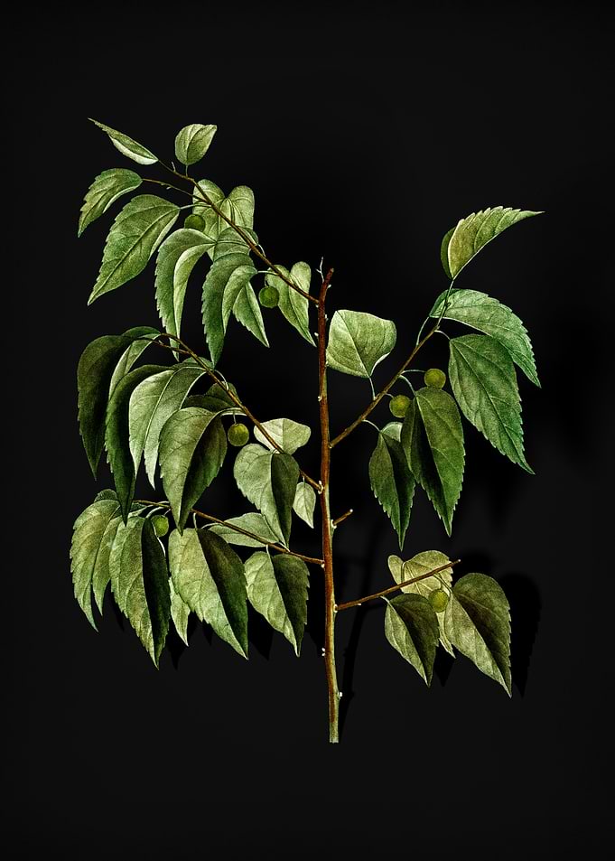 Vintage Common Hackberry