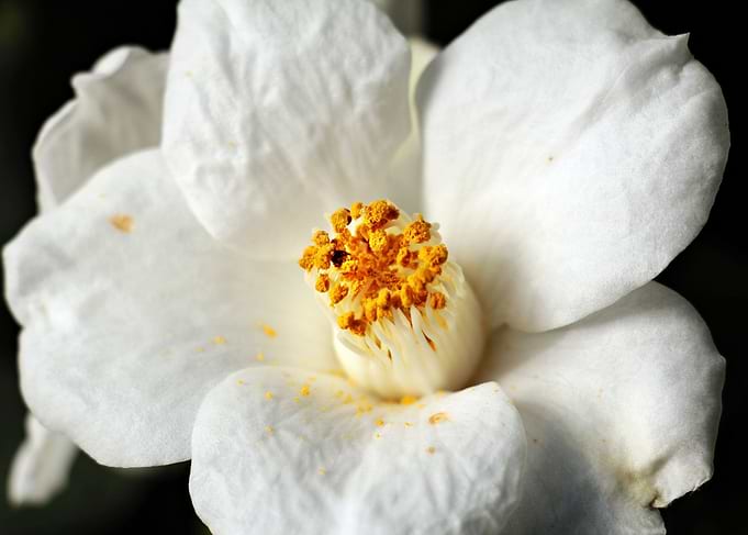 White Camelia