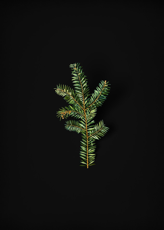 Vintage English Yew Branch