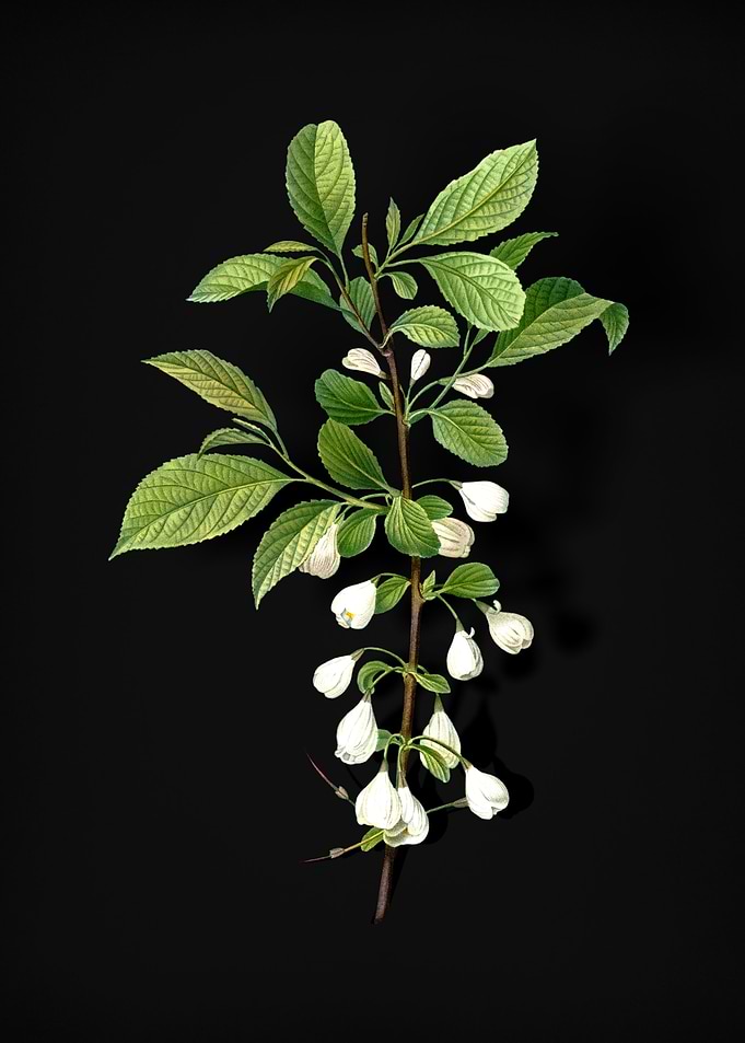 Mountain Silverbell