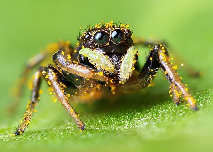 Portrait of Jumping spider