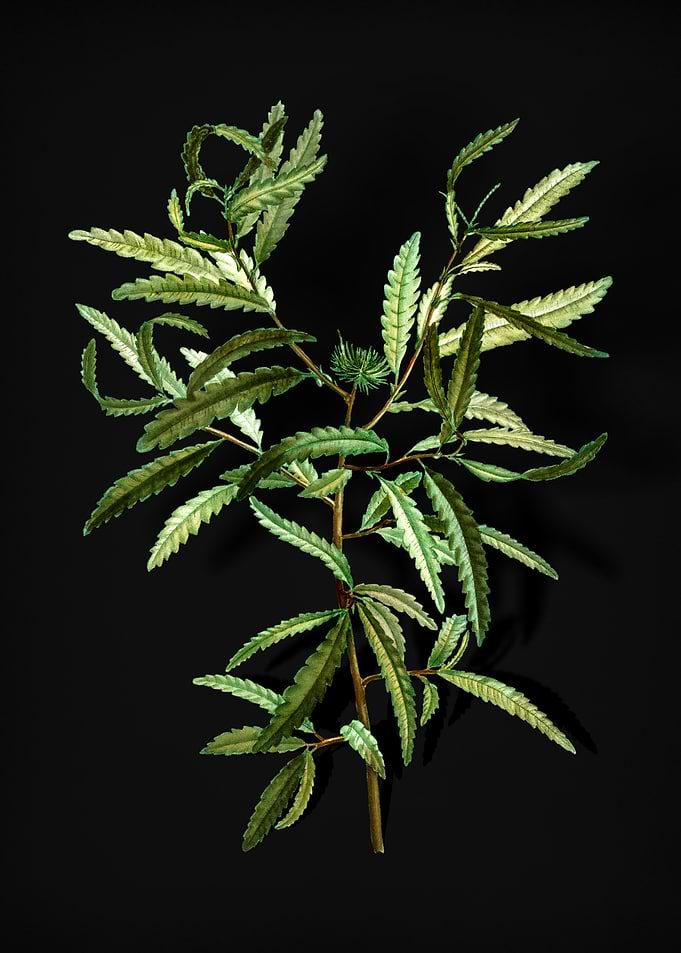 Vintage Sweetfern