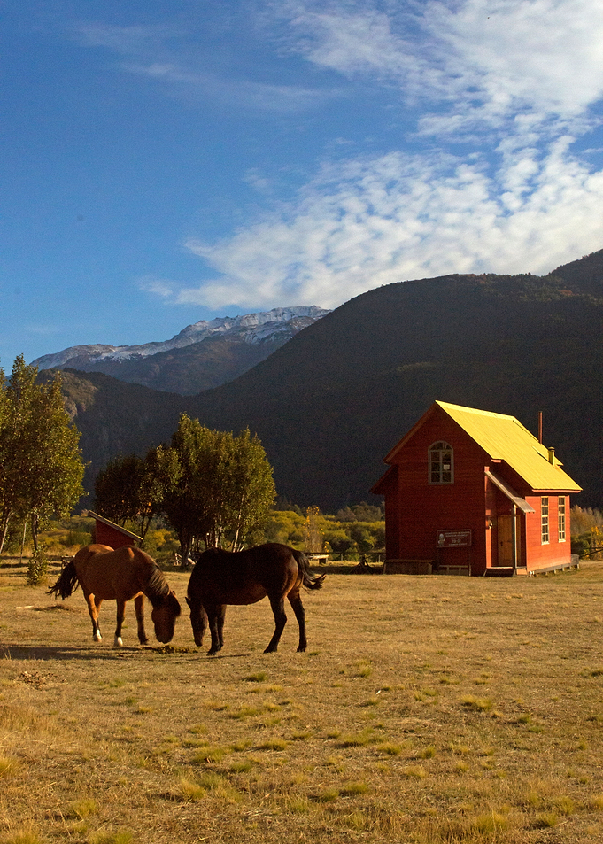Horses grazing