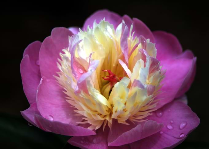 Lilac And White Peony