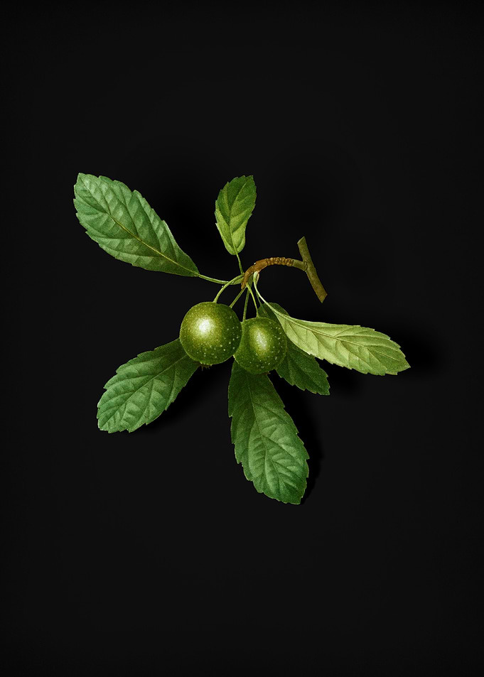 Vintage Crabapple