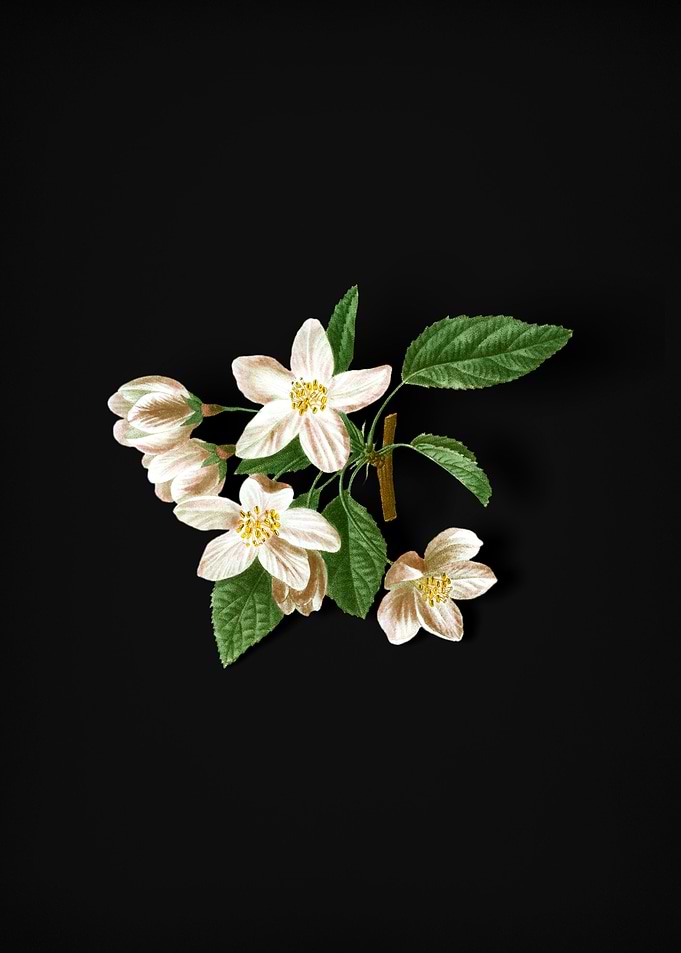 Vintage Crabapple