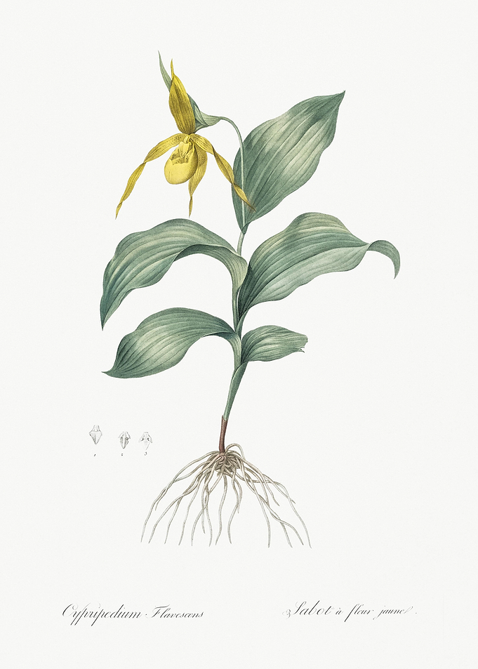 Yellow Lady39S Slipper Orc