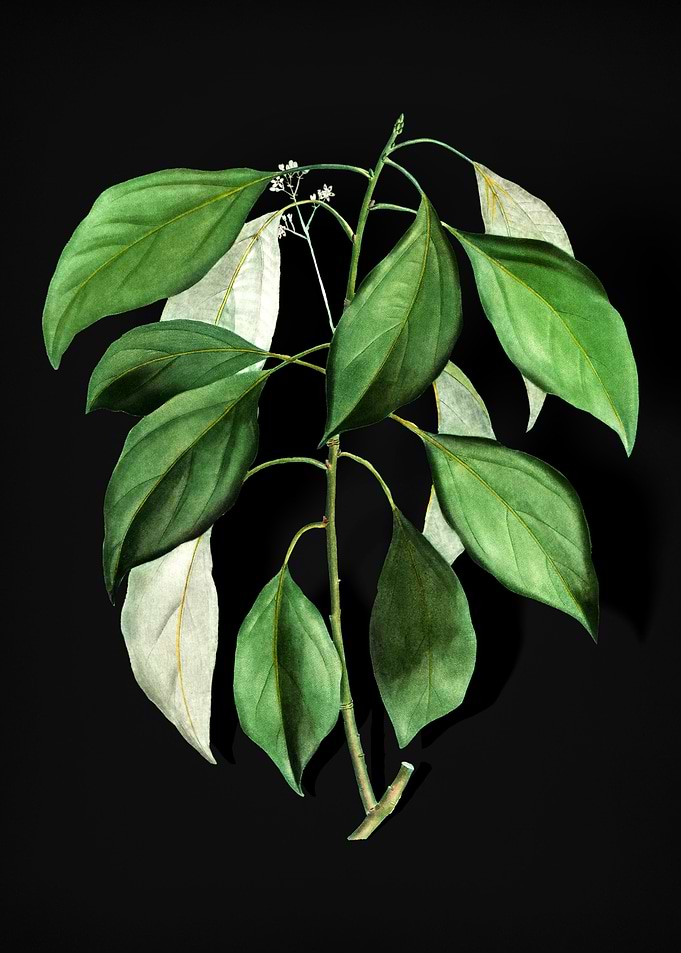 Vintage Camphor Tree