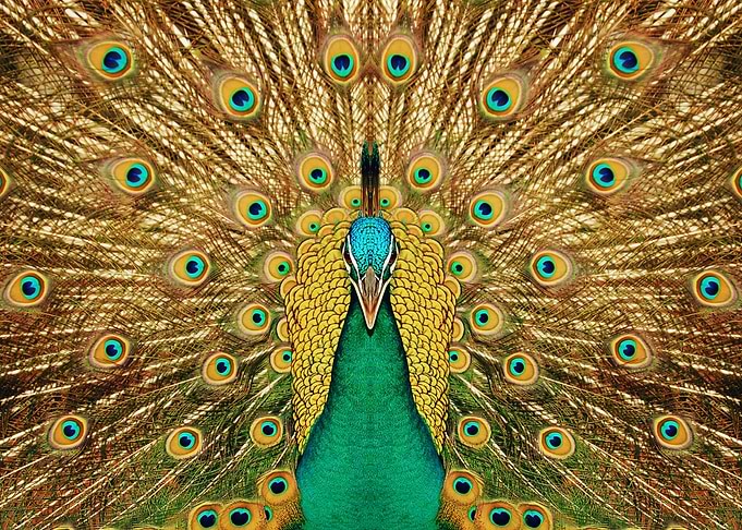 Peacock color poster